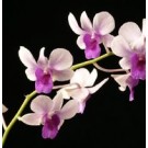 Dendrobium Orchids Plants DMB1390