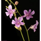 Dendrobium Orchids Plants DMB1391