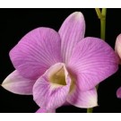 Dendrobium Orchids Plants DMB1393