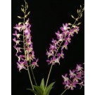 Dendrobium Orchids Plants DMB1394