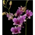 Dendrobium Orchids Plants DMB1395