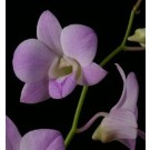 Dendrobium Orchids Plants DMB1396