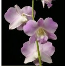 Dendrobium Orchids Plants DMB1397