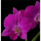 Dendrobium Orchids Plants DMB1398