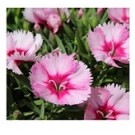 Dianthus Pink Flowering Plants