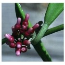 Dischidia Parasitica Flowering Plants