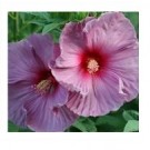 Dwarf Pink Hibiscus Flowering Plants