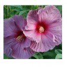 Dwarf Pink Hibiscus Flowering Plants