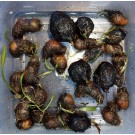 Dwarf Lily Aponogeton Natans Bulb