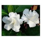 Double Layer Crape Jasmine Flowering Plants