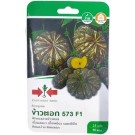 East West Seed Hybrid Pumpkin Rice Flour 573 F1 Seeds