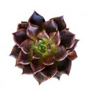 Echeveria Black Prince Succulent Plants