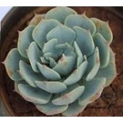 Echeveria Elegans Rose Succulent Plants