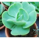 Echeveria Green Spoon Succulent Plants