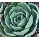 Echeveria Imbricata Succulent Plants