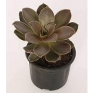 Echeveria Melaco Succulent Plants