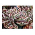 Echeveria Nodulosa Succulent Plants