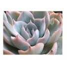 Echeveria Peacockii Succulent Plants