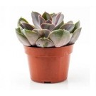 Echeveria Perle Von Nurnberg Succulent Plants