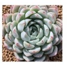 Echeveria White Zaragosa Succulent Plants