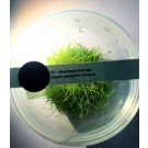 Eleocharis Parvula Dwarf Hairgrass