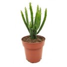 Euphorbia Alluaudii Succulent Plants