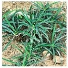 Euphorbia Cylindrifolia Succulent Plants