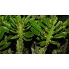 Euphorbia Neriifolia Succulent Plants