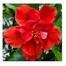 Exotic Double Layer Red Hibiscus Flowering Plants
