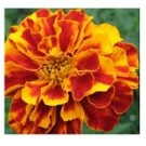 French Marigold Flowering Plants