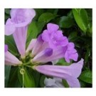 Mansoa Alliacea Flowering Plants