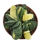 Gasteria Minima Variegated  Succulent Plants