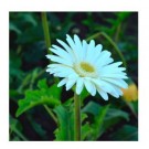 Gerbera White Flowering Plants
