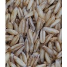 Golden Long Groats