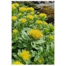 Golden Root Rhodiola Rosea Succulent Plants