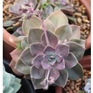 Graptoveria Douglas Huth Succulent Plants