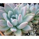 Graptoveria Opalina Succulent Plants  