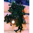 Green Macroalgae GR3