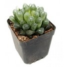 Haworthia Cooperi Succulent Plants 