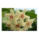 Hoya Buotii Flowering Plants