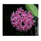 Hoya Carnosa Flowering Plants