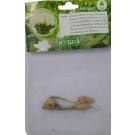 Dynamic Seeds Jasmine White Curcuma Big Bulb
