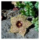 Huernia Hystrix Succulent Plants