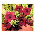 Huernia Schneideriana Succulent Plants