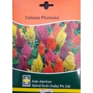 Hybrid Celosia Plumosa Flower Seeds