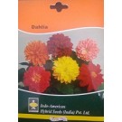 Hybrid Dahlia Flower Seeds