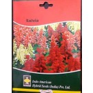 Hybrid Salvia Flower Seeds