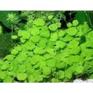 Hydrocotyle Sibthorpioides Mini 