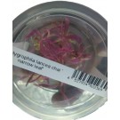 Hygrophila Lancea Chai