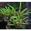 Hygrophila Pinnatifida